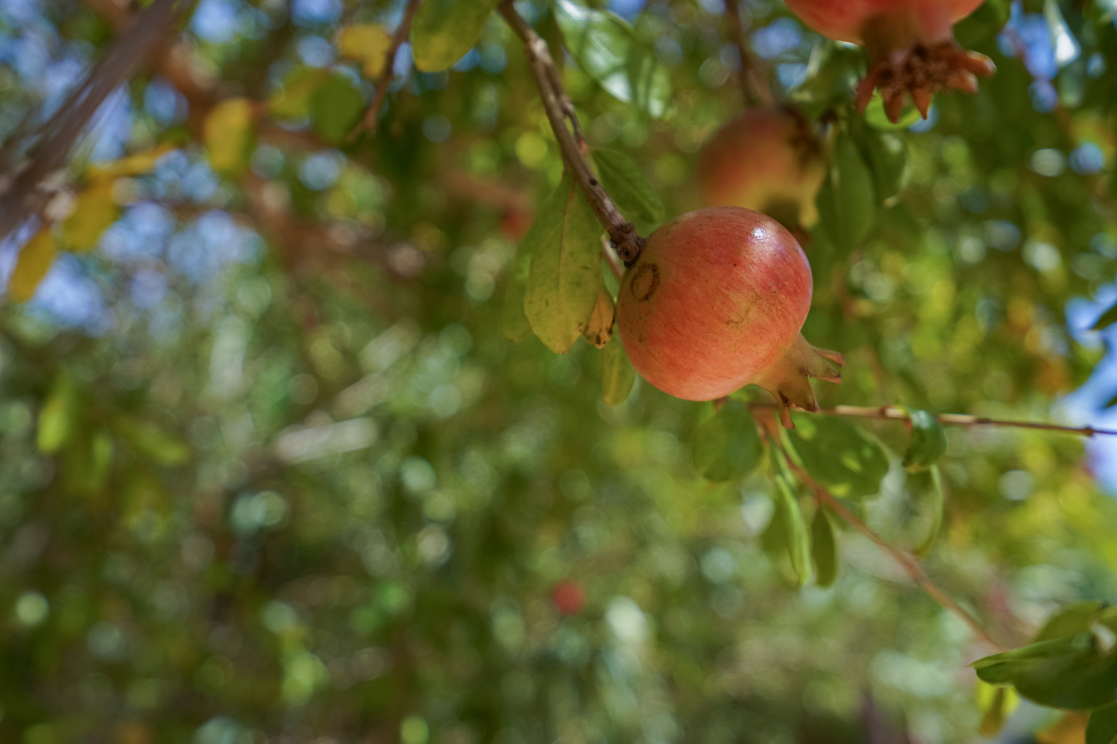 4566JAV Traditional, single-storey villa for sale in Jávea