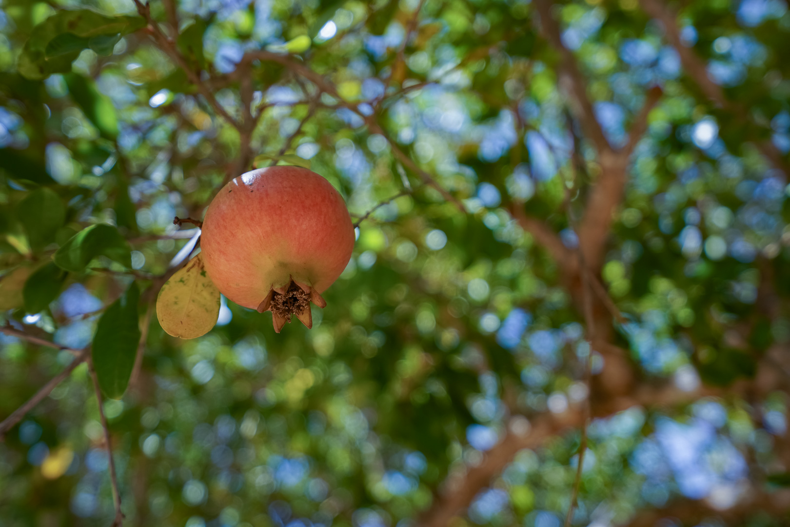 4566JAV Traditional, single-storey villa for sale in Jávea