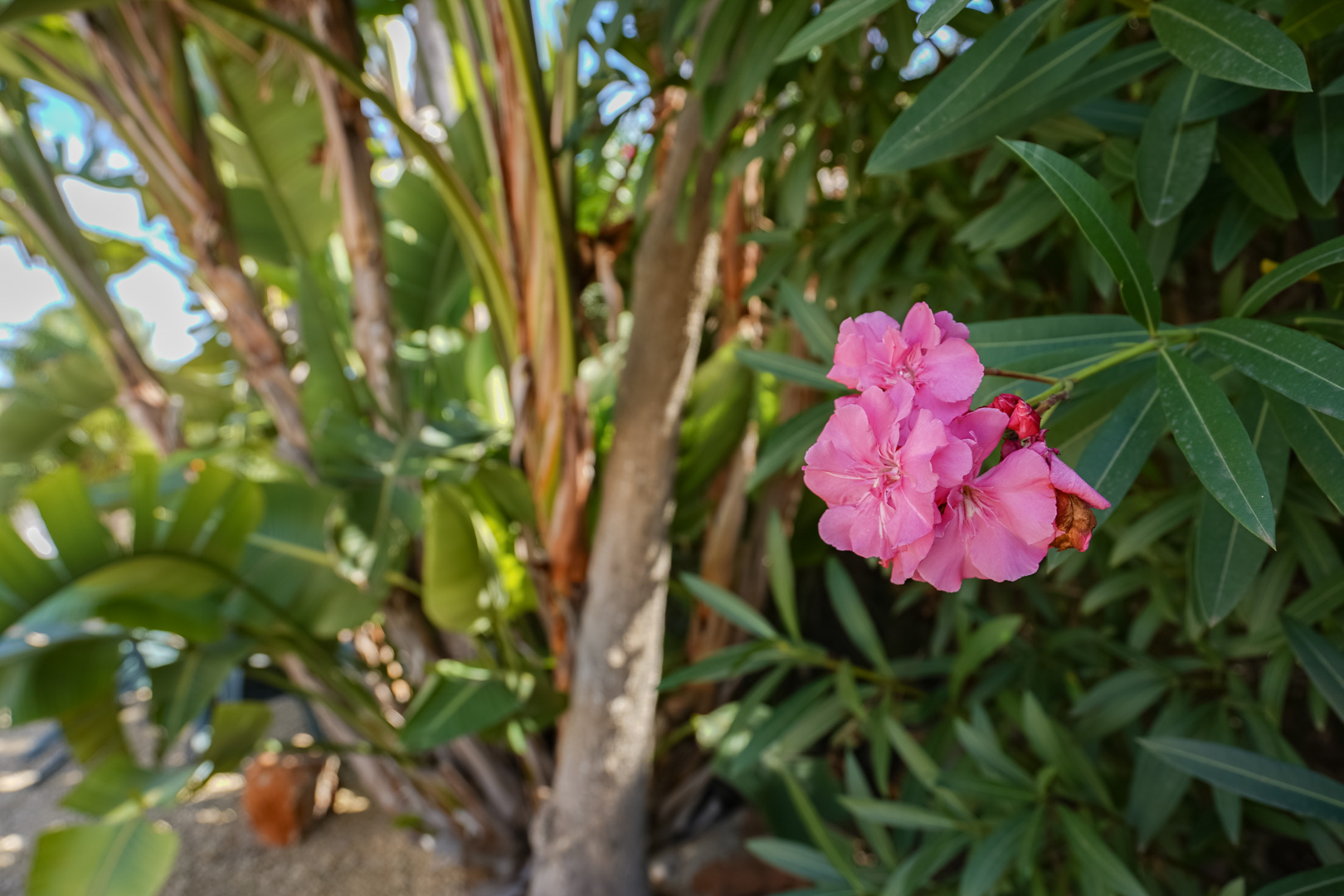 C4XY4578JAV Villa traditionnelle à vendre à Costa Nova, Jávea