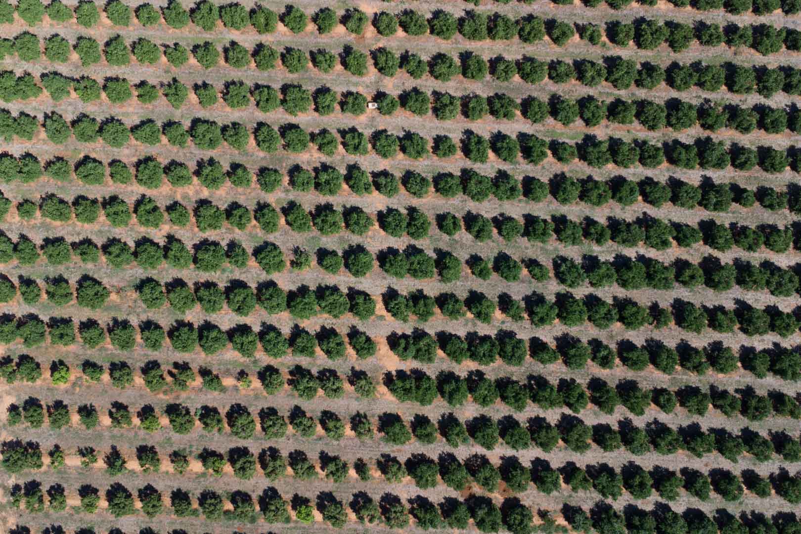 C3XY8296DEN Casa de campo para reformar con gran parcela a la venta en Denia.