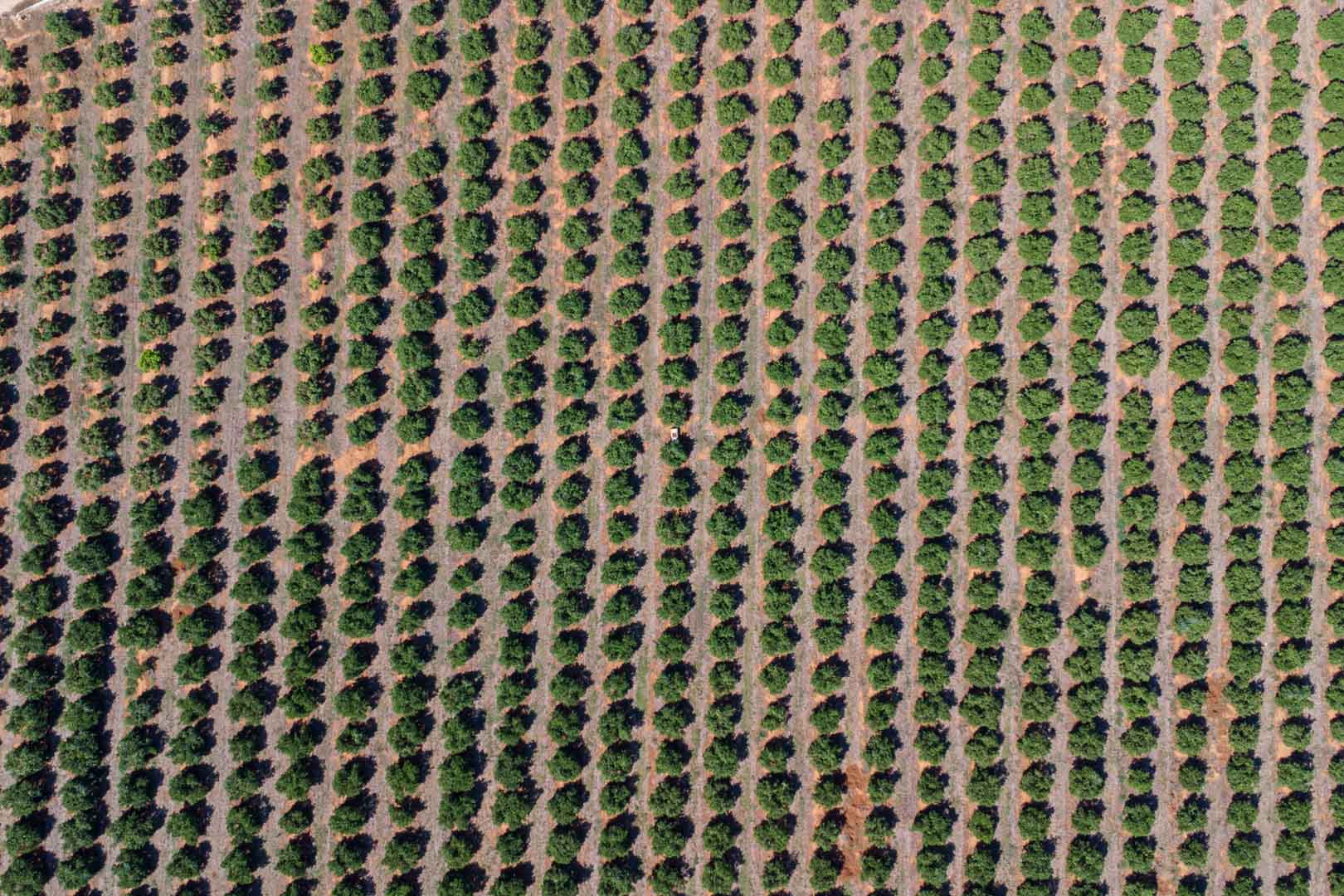 C3XY8296DEN Casa de campo para reformar con gran parcela a la venta en Denia.