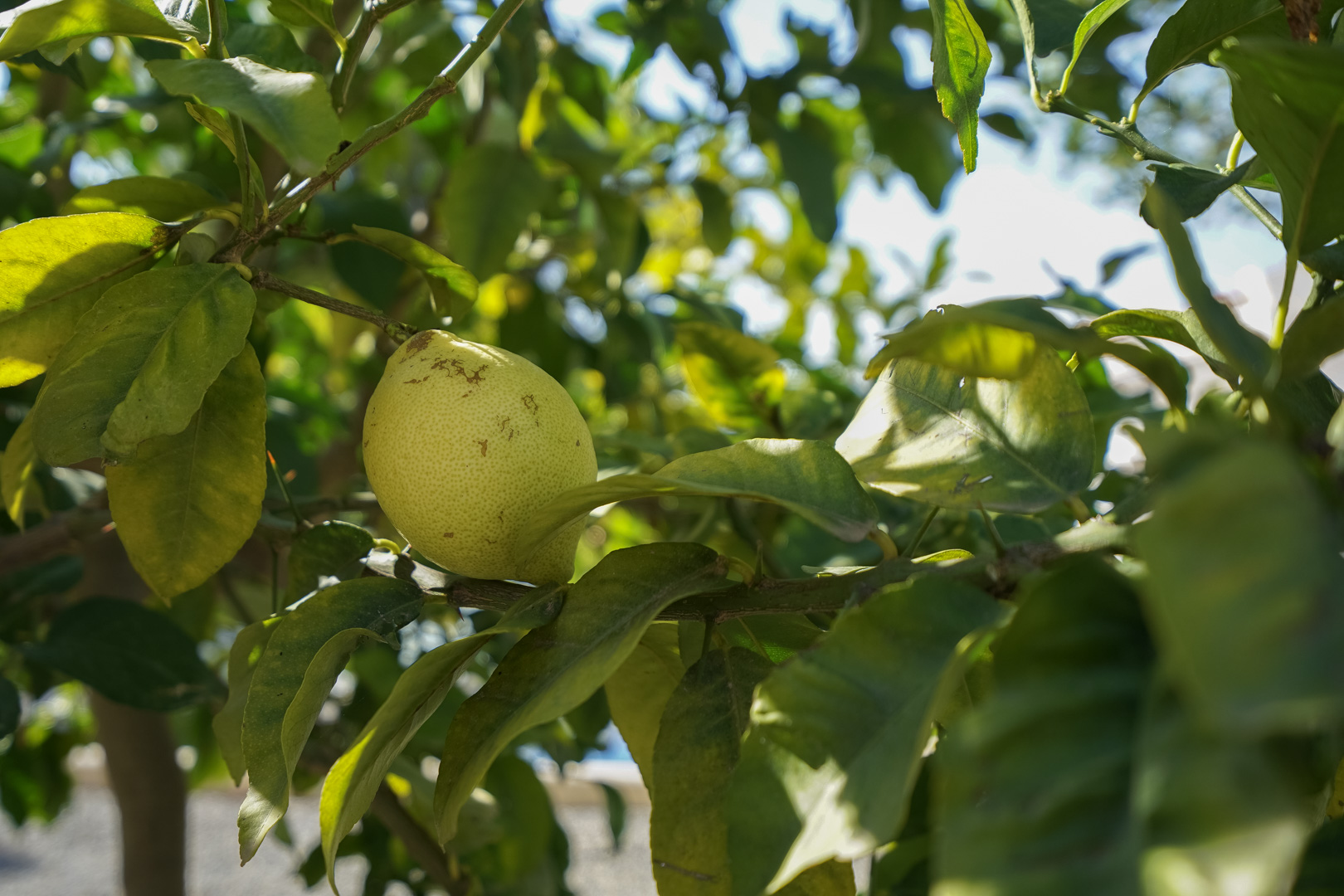 C4XY4581BEN - C4XY4581BEN Moderne Villa zum Verkauf in La Fustera Benissa