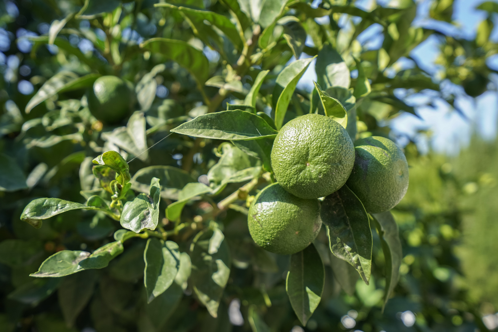 C4XY4581BEN - C4XY4581BEN Moderne Villa zum Verkauf in La Fustera Benissa