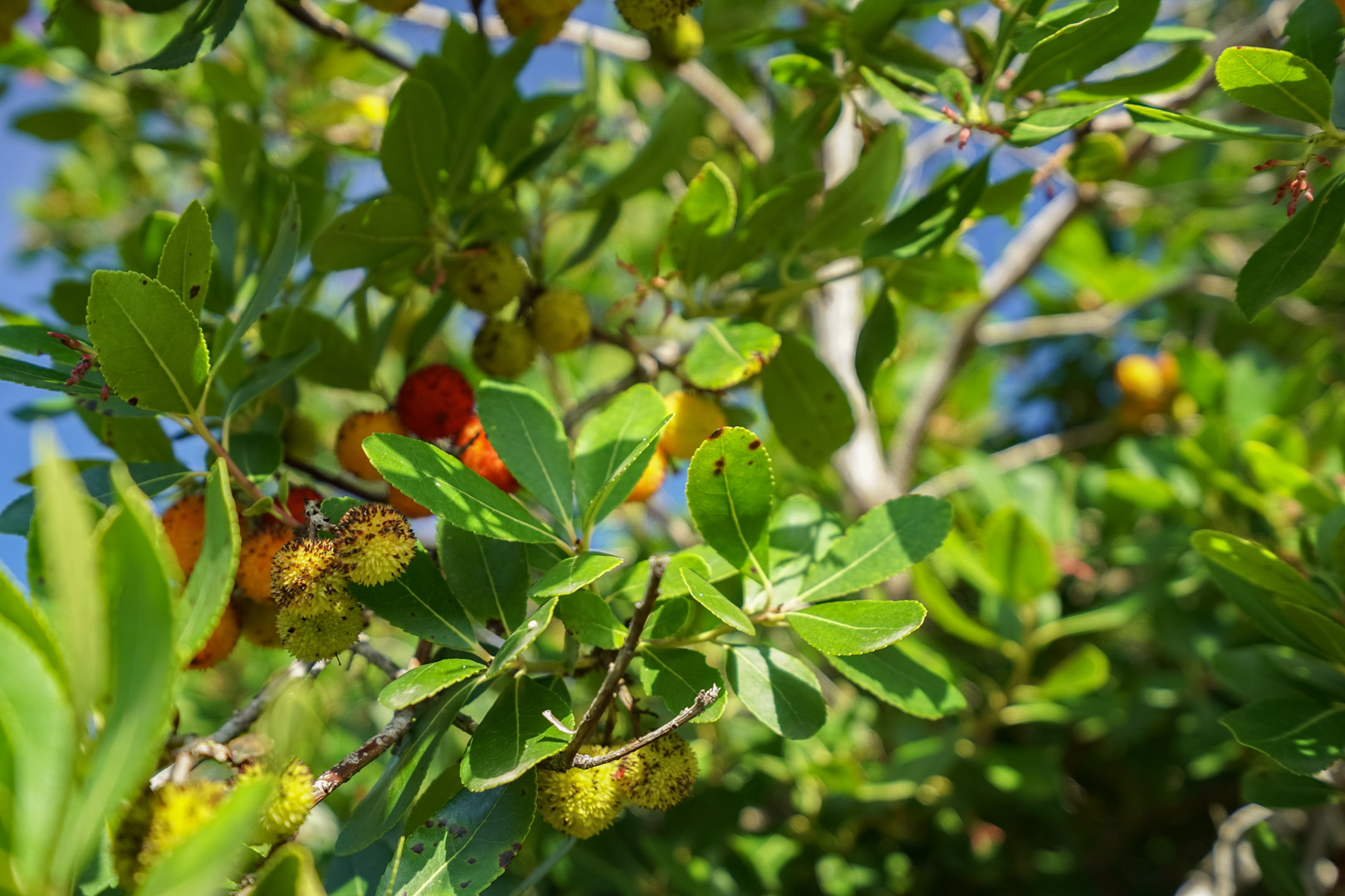 C3XY4582JAV 4 solares urbanos en venta en La Lluca, Jávea