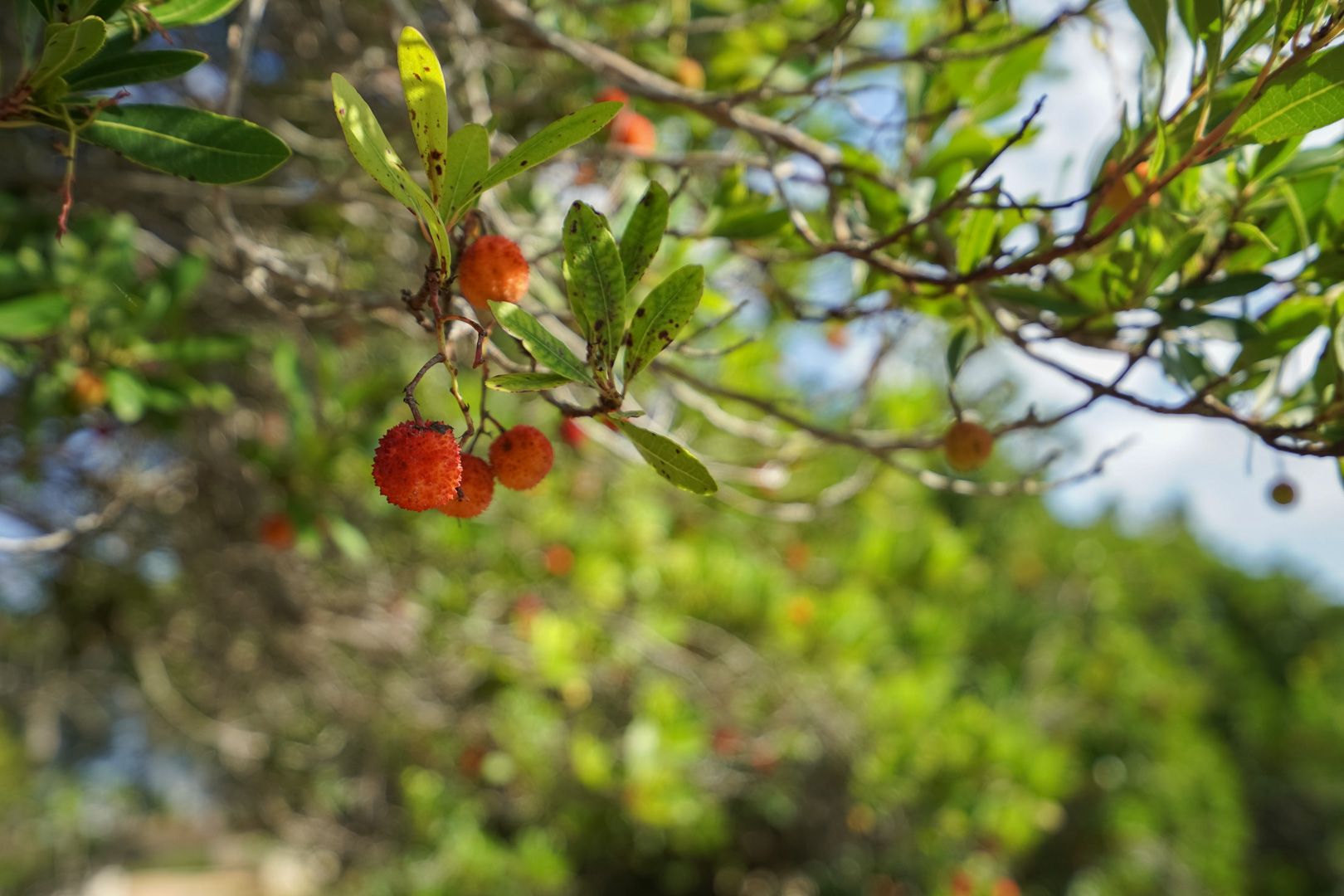 C3XY4582JAV 4 solares urbanos en venta en La Lluca, Jávea